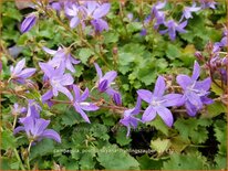 Campanula poscharskyana 'Frühlingszauber'