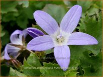 Campanula poscharskyana 'Frühlingszauber'