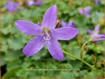 Campanula poscharskyana 'Frühlingszauber'