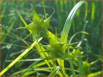 Carex grayi