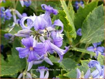 Clematis heracleifolia 'New Love'