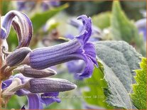 Clematis heracleifolia 'New Love'