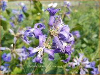 Clematis heracleifolia 'New Love'