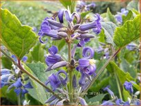 Clematis heracleifolia 'New Love'