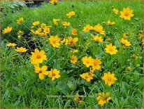 Coreopsis auriculata &#39;Nana&#39;