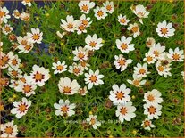 Coreopsis &#39;Star Cluster&#39;