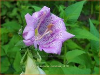 Digitalis purpurea 'Monstrosa'