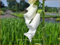 Digitalis purpurea 'Snow Thimble'