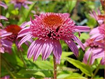 Echinacea purpurea &#39;Pink Double Delight&#39;