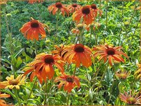 Echinacea purpurea &#39;Tangerine Dream&#39;