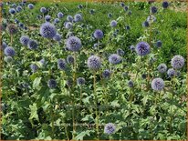 Echinops bannaticus 'Taplow Blue'