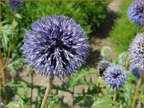 Echinops bannaticus 'Taplow Blue'