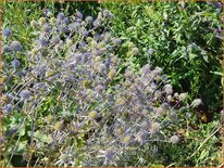 Eryngium planum &#39;Blauer Zwerg&#39;