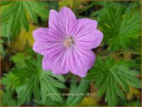 Geranium 'Blushing Turtle'