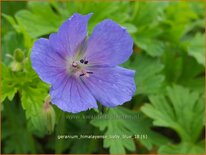 Geranium himalayense 'Baby Blue'