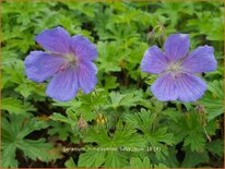 Geranium himalayense 'Baby Blue'