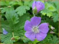 Geranium himalayense &#39;Gravetye&#39;