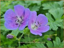 Geranium himalayense &#39;Gravetye&#39;