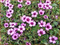 Geranium 'Jolly Jewel Silver'