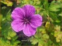 Geranium &#39;JS Matu Vu&#39;