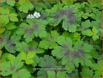 Geranium oxonianum 'Tess'