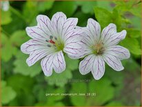 Geranium oxonianum 'Tess'