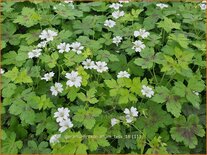 Geranium oxonianum 'Tess'