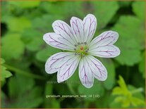 Geranium oxonianum 'Tess'