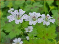 Geranium oxonianum 'Tess'