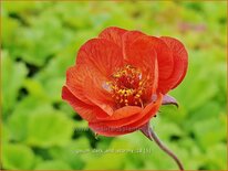 Geum 'Dark and Stormy'