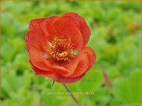 Geum 'Dark and Stormy'