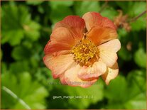 Geum 'Mango Lassi'