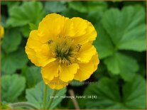 Geum 'Mornings Hybrid'