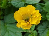 Geum 'Mornings Hybrid'