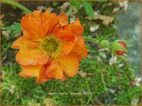 Geum &#39;Scarlet Tempest&#39;