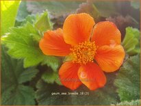 Geum 'Sea Breeze'