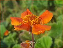 Geum 'Sea Breeze'