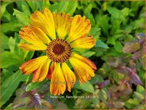 Helenium 'Flammenrad'