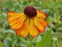 Helenium 'Kupfersprudel'