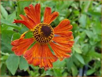 Helenium 'Kupfersprudel'