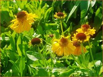 Helenium 'Pipsqueak'