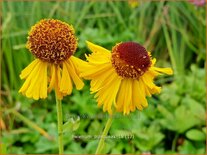 Helenium 'Pipsqueak'