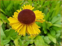 Helenium 'Pipsqueak'