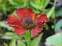 Helenium 'Tom'