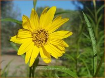 Helianthus kellermanii