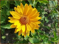 Heliopsis helianthoides &#39;Mars&#39;