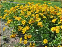 Heliopsis helianthoides &#39;Mars&#39;