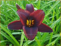 Hemerocallis &#39;Chocolate Candy&#39;