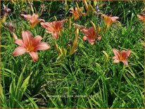 Hemerocallis &#39;Pink Damask&#39;