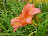 Hemerocallis &#39;South Seas&#39;